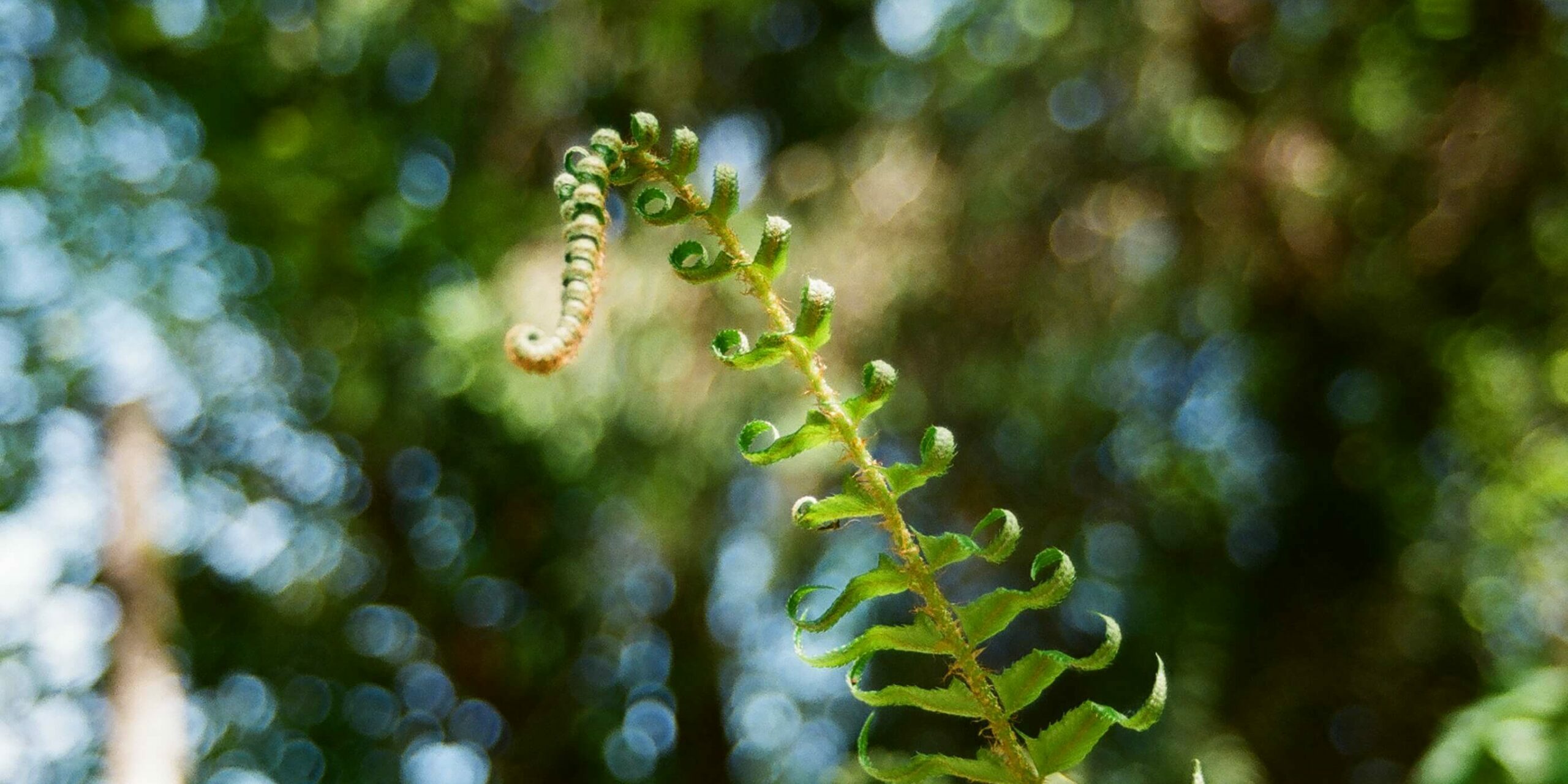 Young Fern, Snoqualmie Pass, WAa